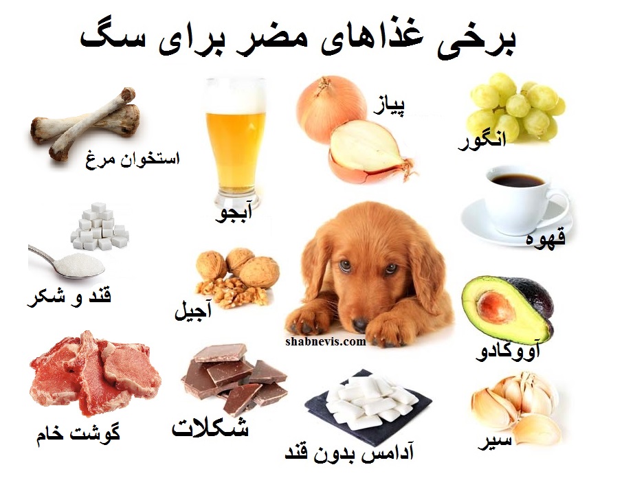 foods-dogs-should-not-eat-human-foods-that-are-dangerous-to-dogs