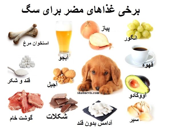 foods-dogs-should-not-eat-human-foods-that-are-dangerous-to-dogs