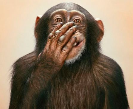 Portrait of common chimpanzee (Pan troglodytes), studio shot